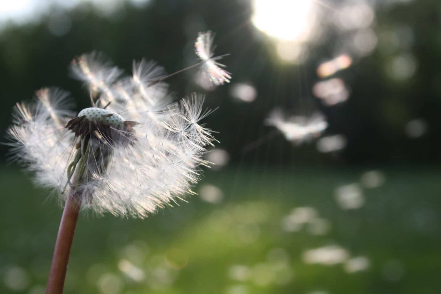 Dandelion seeds.