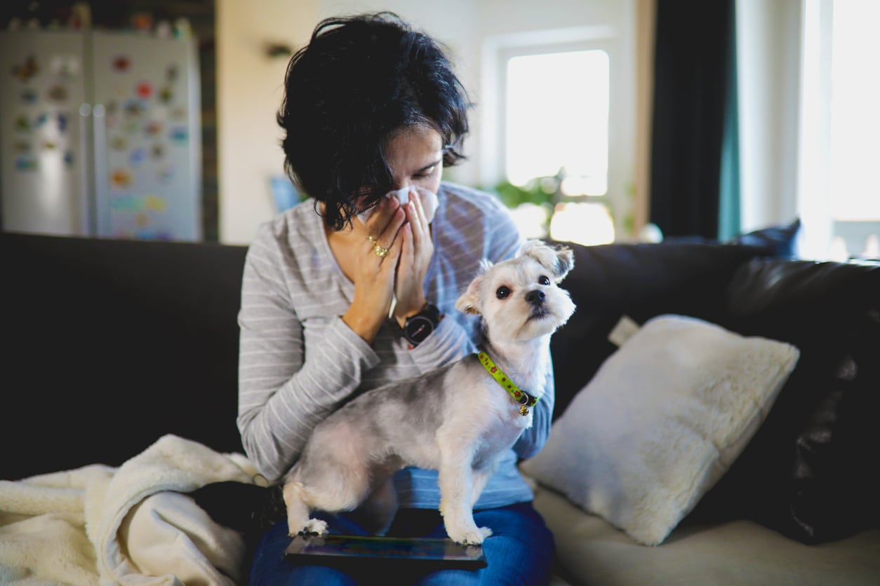 Woman suffering from dog allergies, sneezing into a tissue